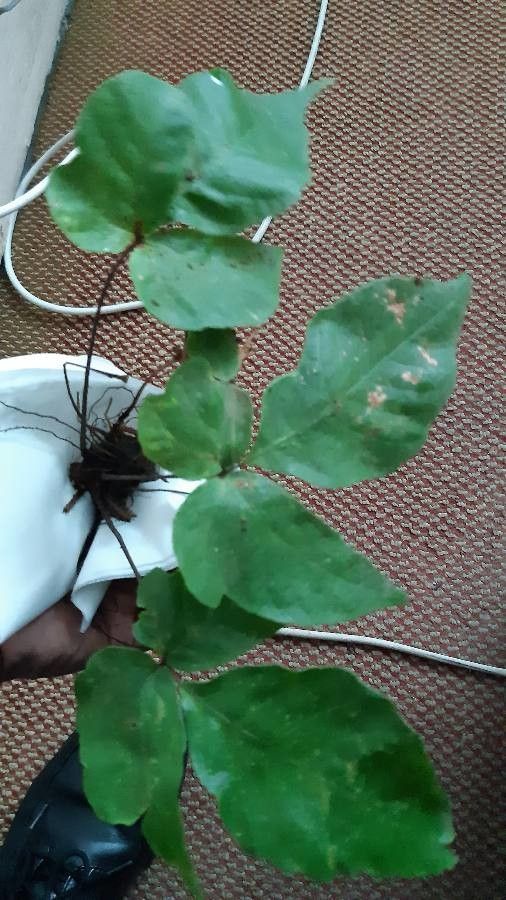 Tectaria heracleifolia — search result for 'Sri Lanka'