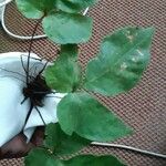 Tectaria heracleifolia