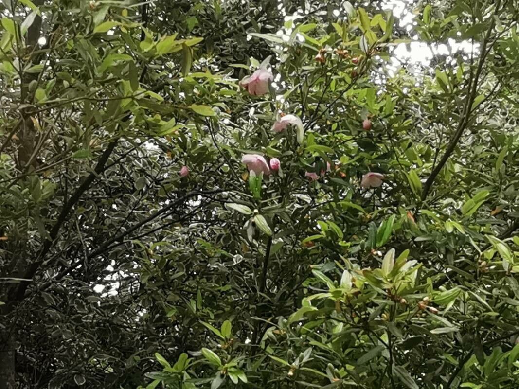 Clusia orthoneura leaf