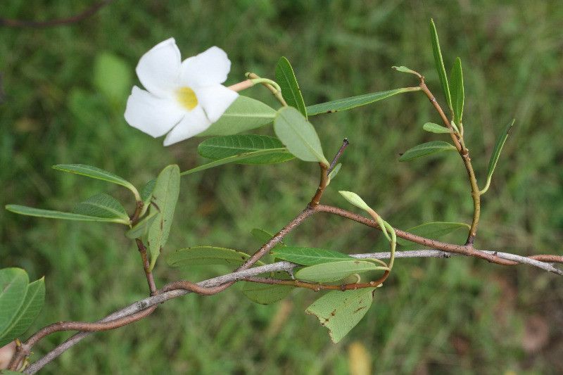 Rhabdadenia biflora habit