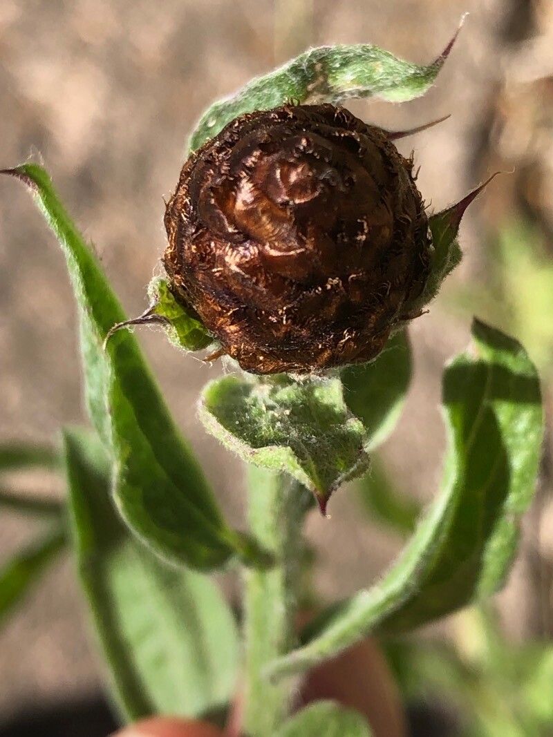 Centaurea sphaerocephala fruit
