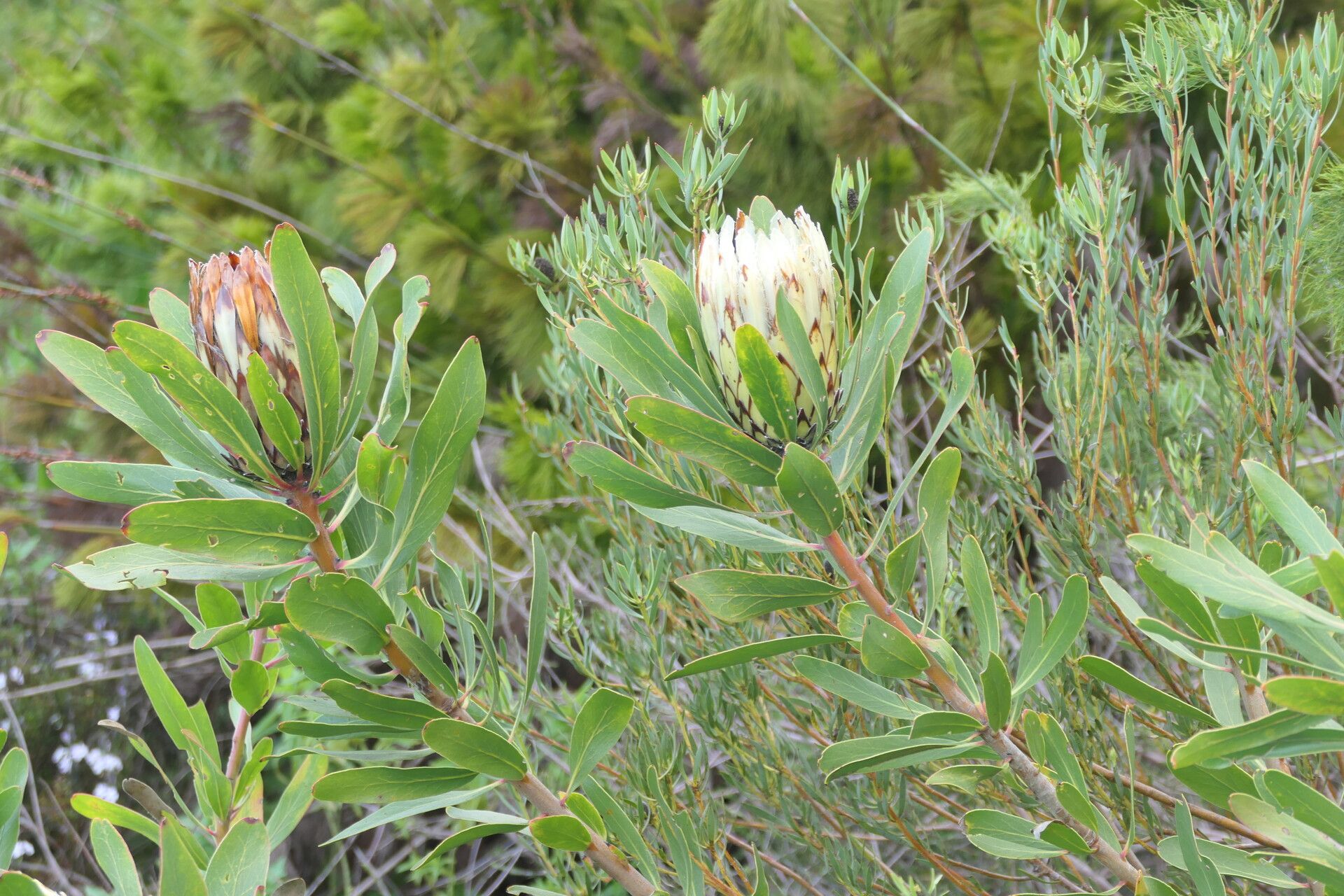 Protea obtusifolia flower