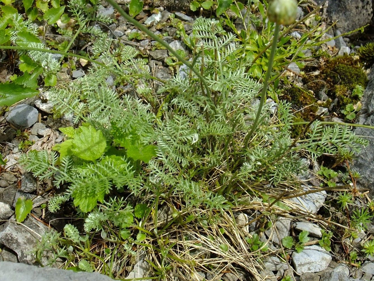Anthemis marschalliana habit