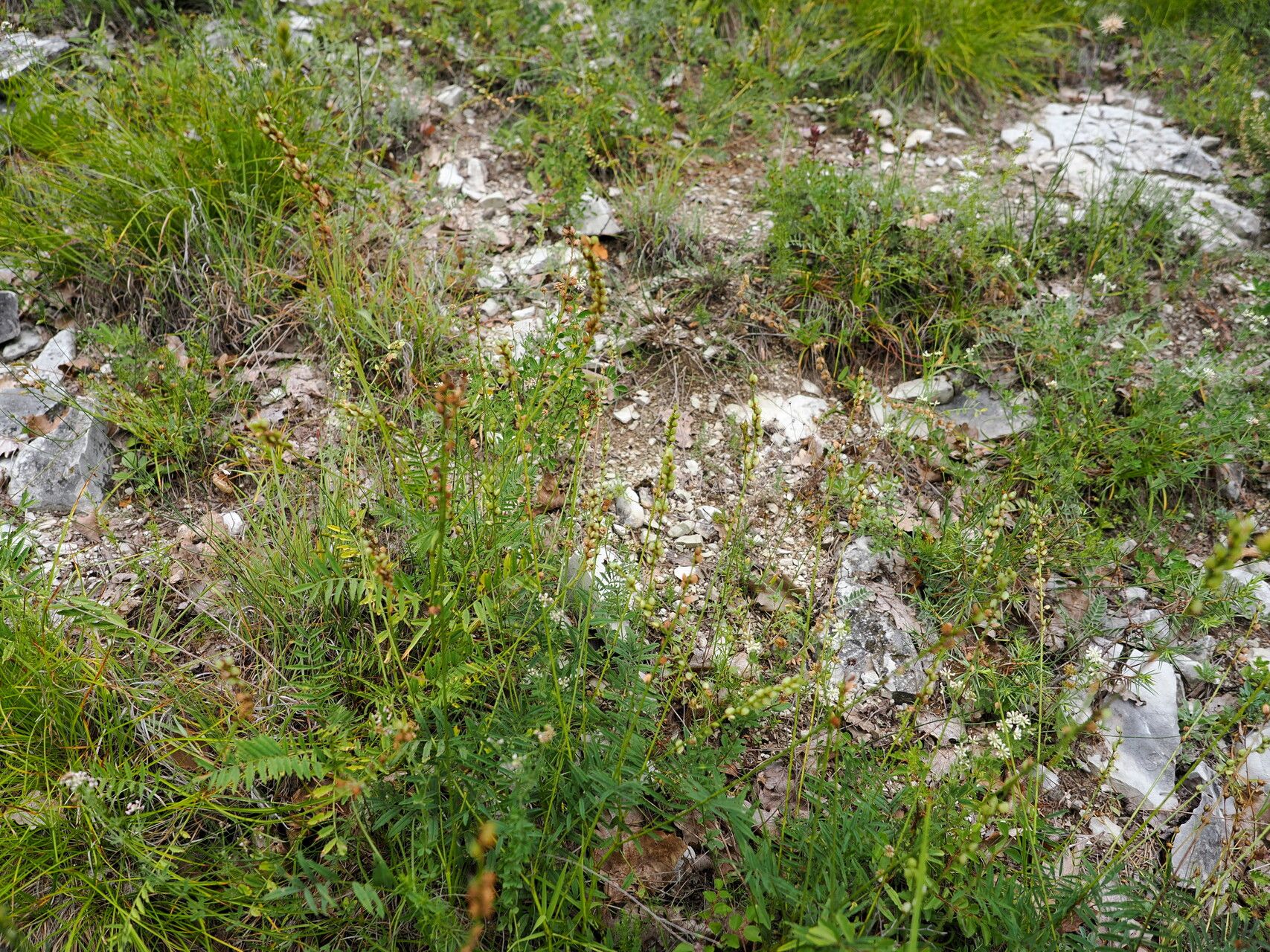 Onobrychis angustifolia