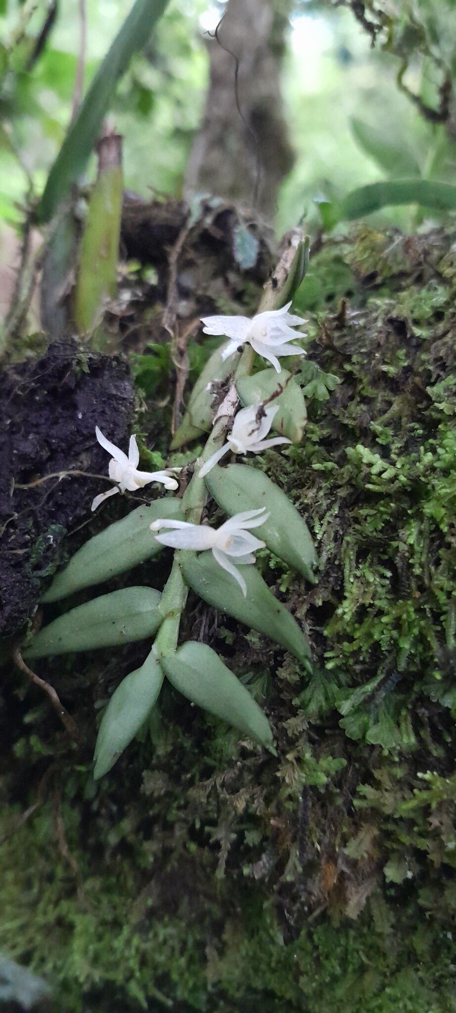 Angraecum baronii — houseplant care guide