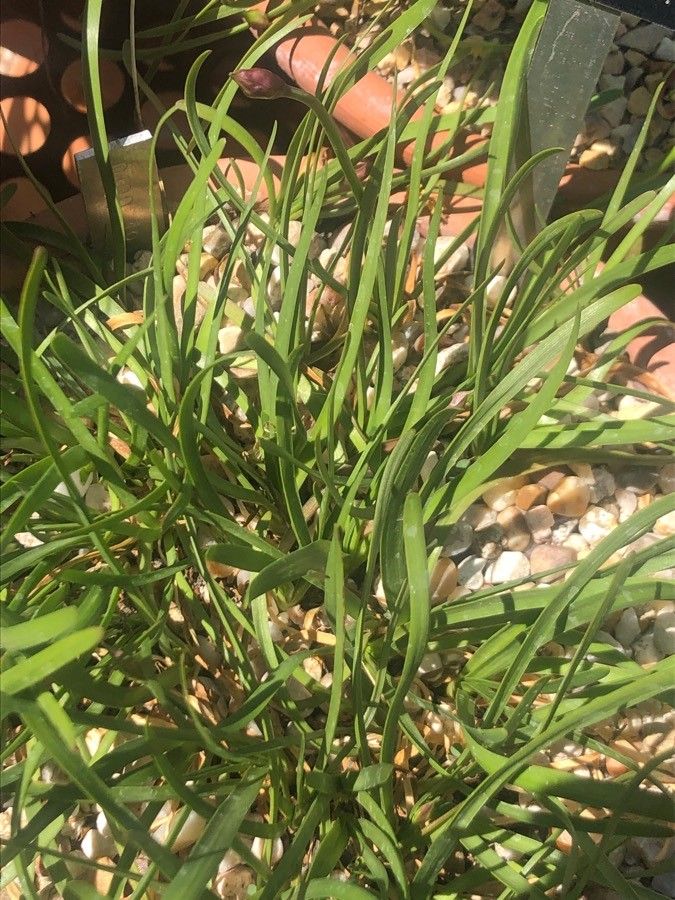 Allium lusitanicum leaf