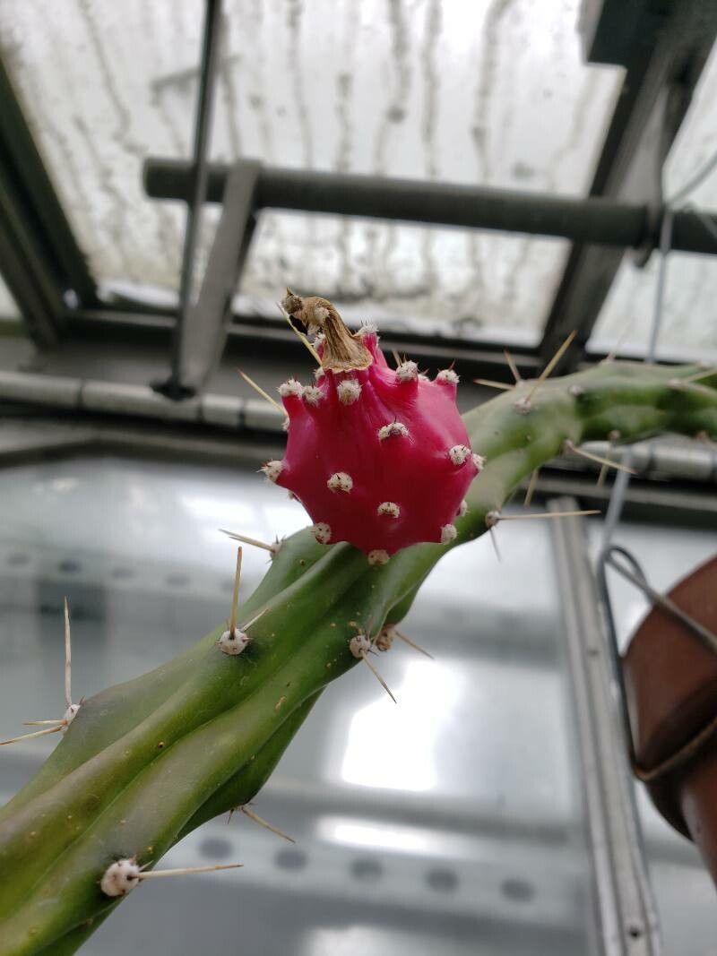 Harrisia martinii fruit
