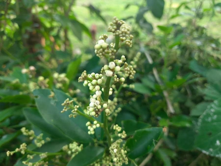 Glycosmis pentaphylla flower