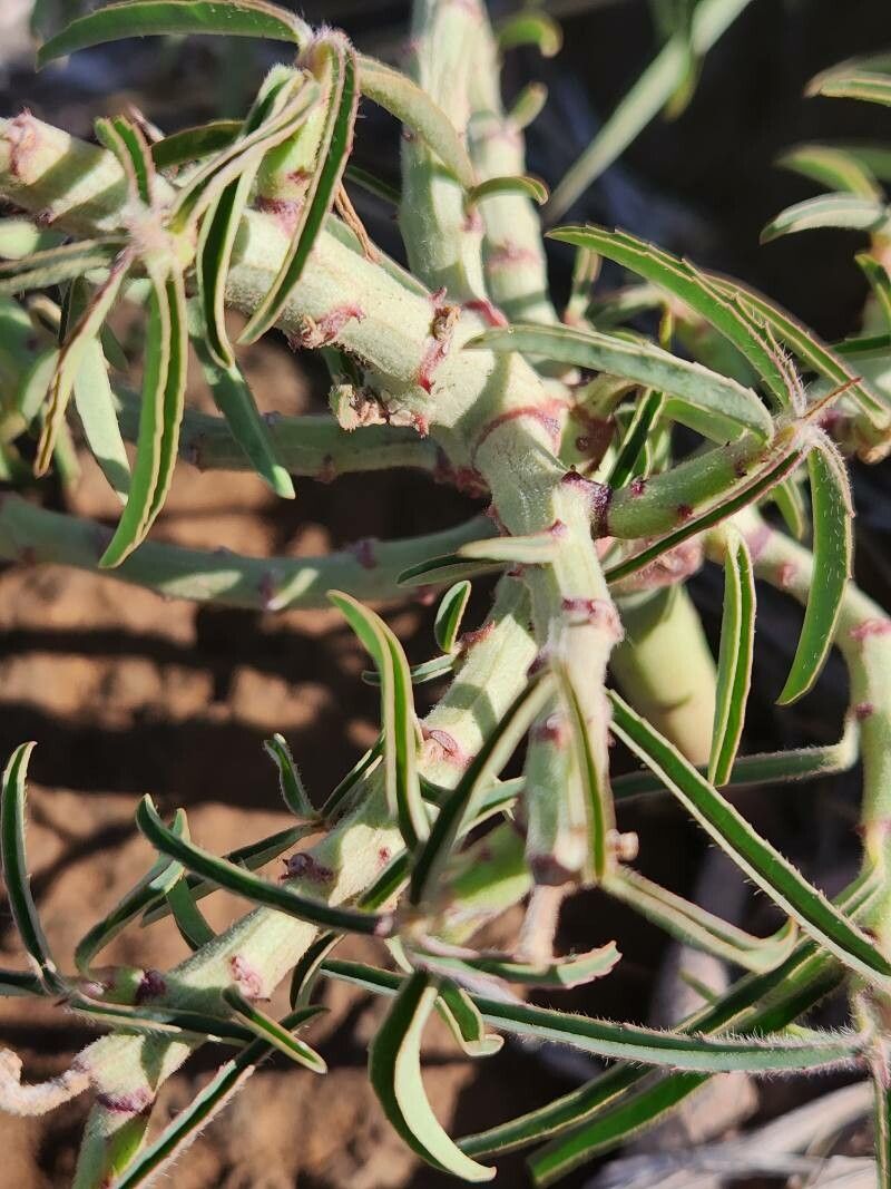 Euphorbia crotonoides bark
