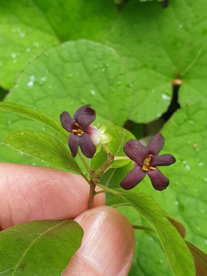 Matelea carolinensis flower