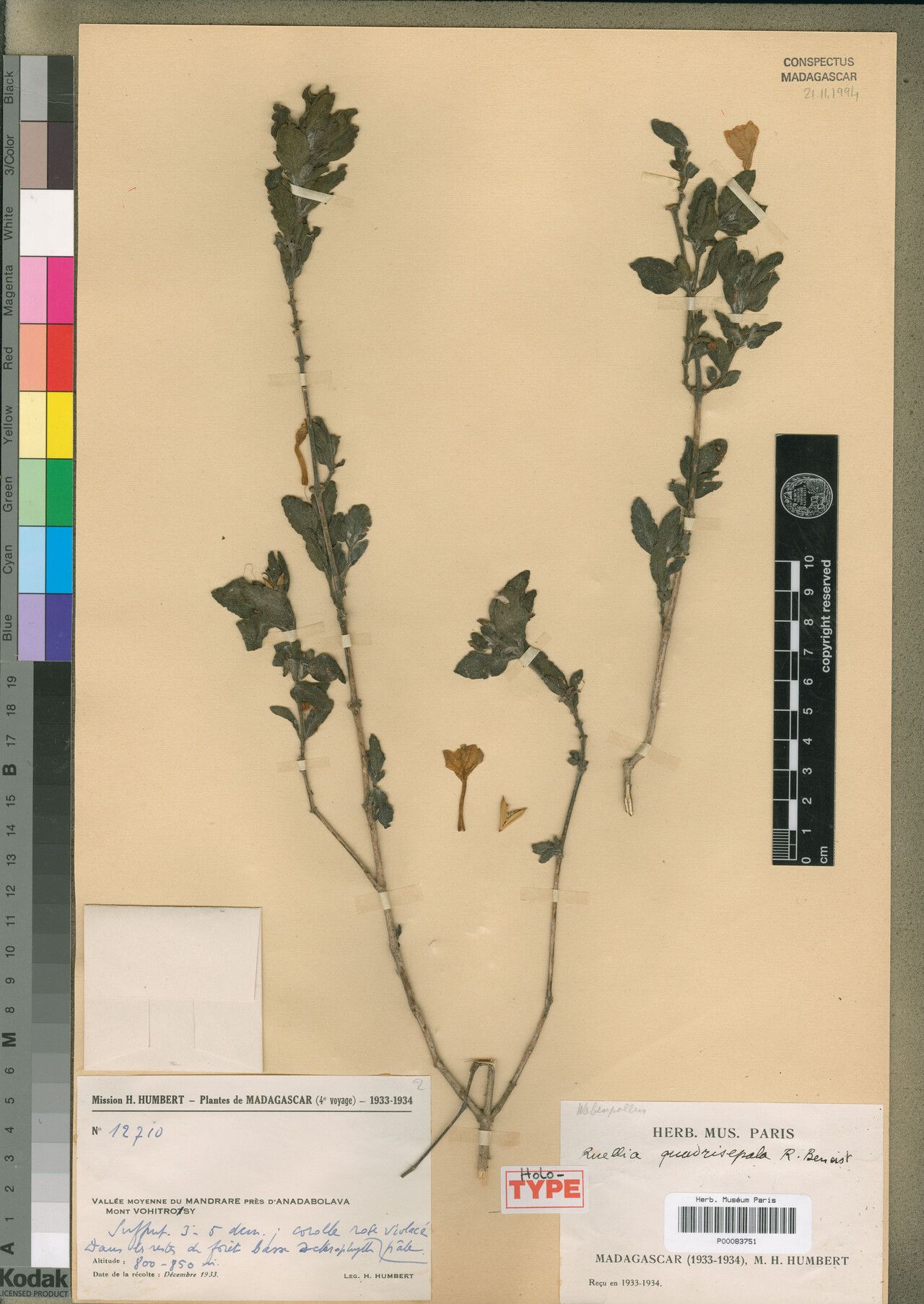 Ruellia quadrisepala — search result for 'Ruellia'