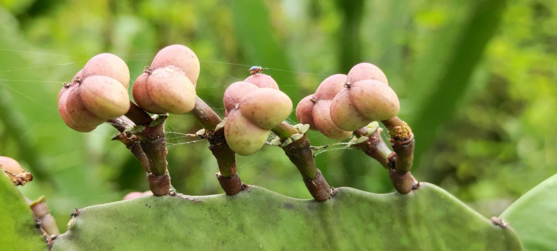 Euphorbia letestui fruit
