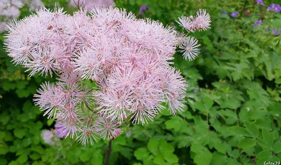 Thalictrum aquilegiifolium flower