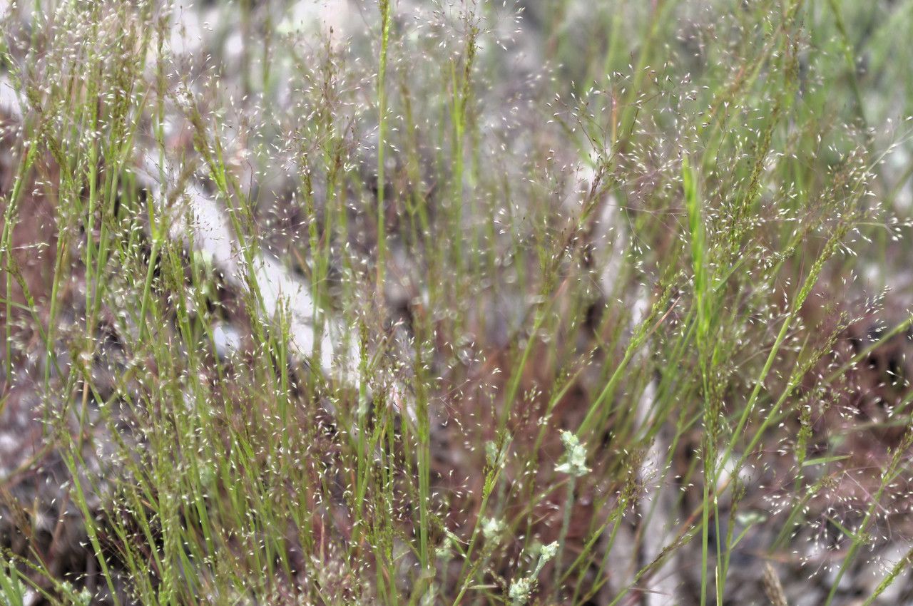 Agrostis tenerrima habit