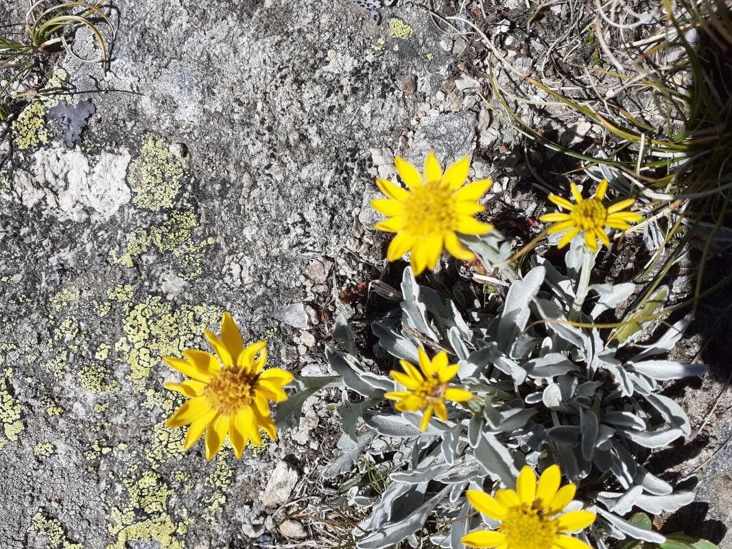 Jacobaea uniflora leaf