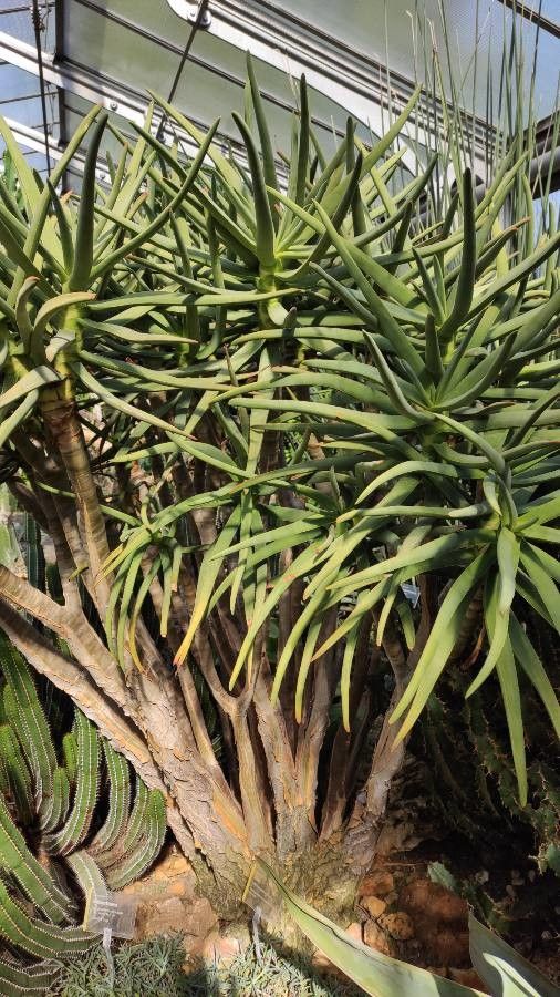 Aloe ramosissima habit