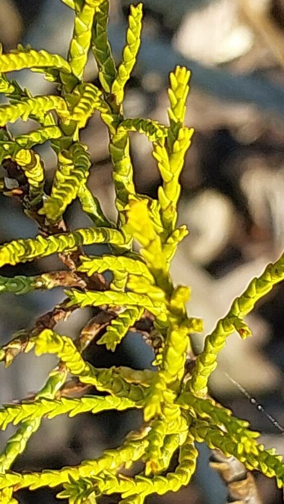 Veronica orchidea leaf