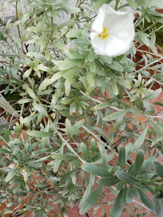 Convolvulus cneorum leaf