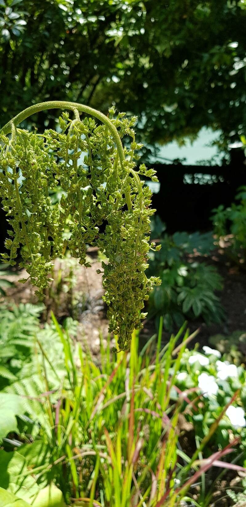Astilboides tabularis fruit