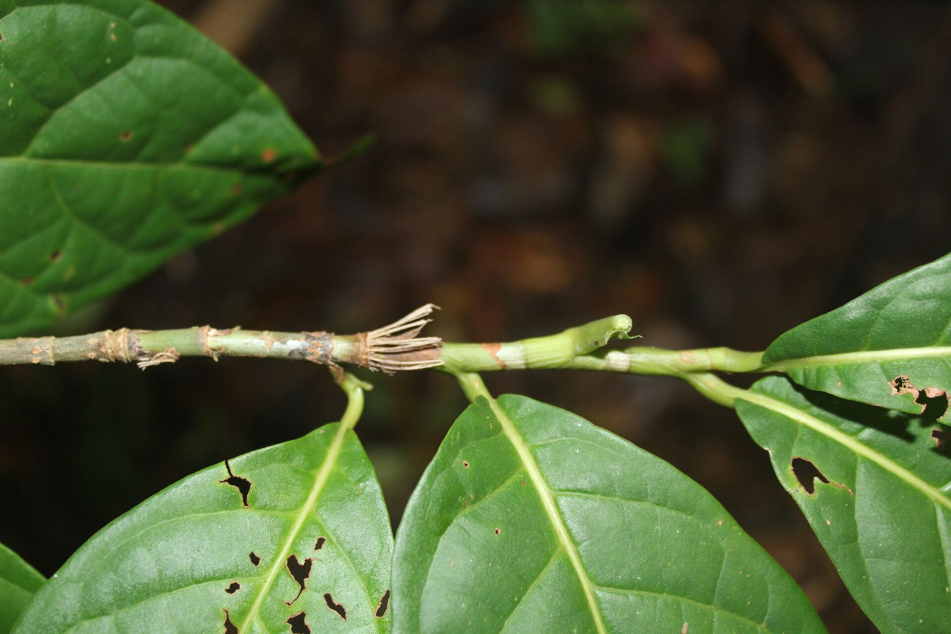 Coccoloba porphyrostachys leaf