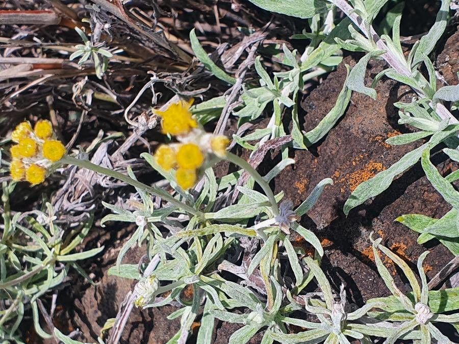 Helichrysum odoratissimum habit