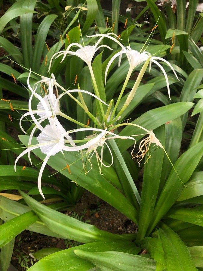 Hymenocallis littoralis flower