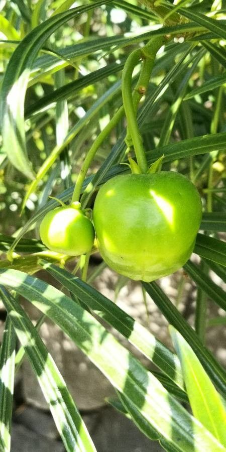 Thevetia neriifolia fruit