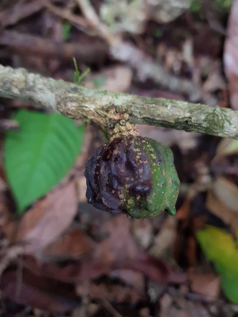 Guarea corticosa fruit