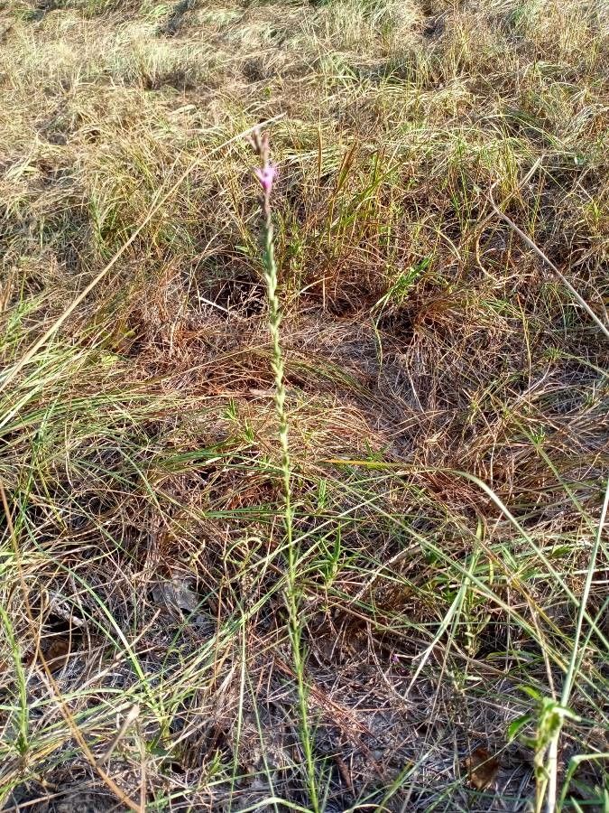 Liatris cylindracea habit
