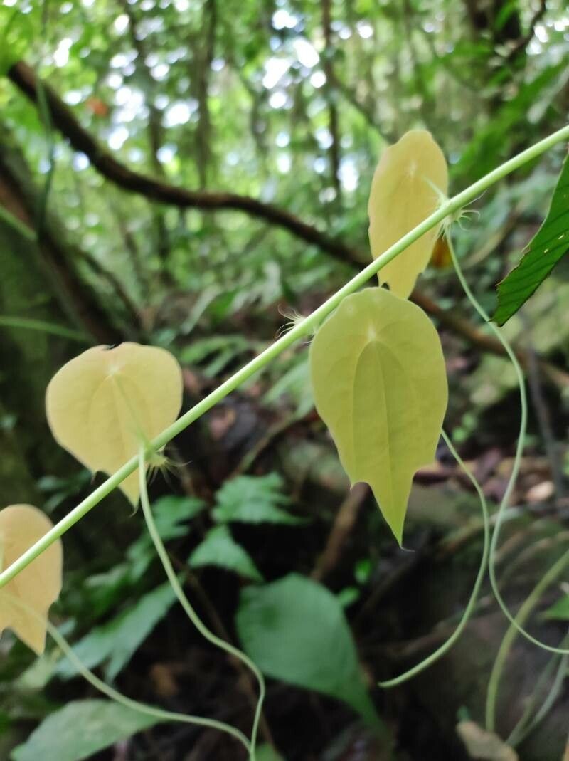 Passiflora guatemalensis — houseplant care guide