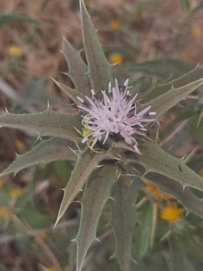 Carthamus glaucus — search result for 'Egypt'