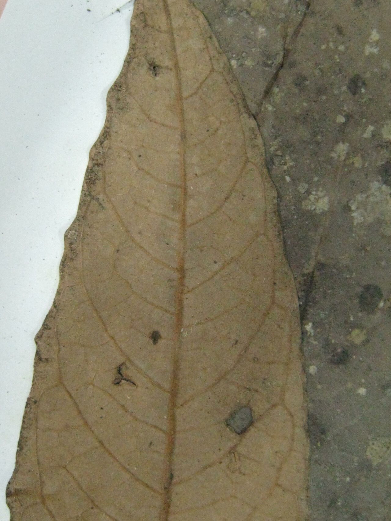 Aniba williamsii other