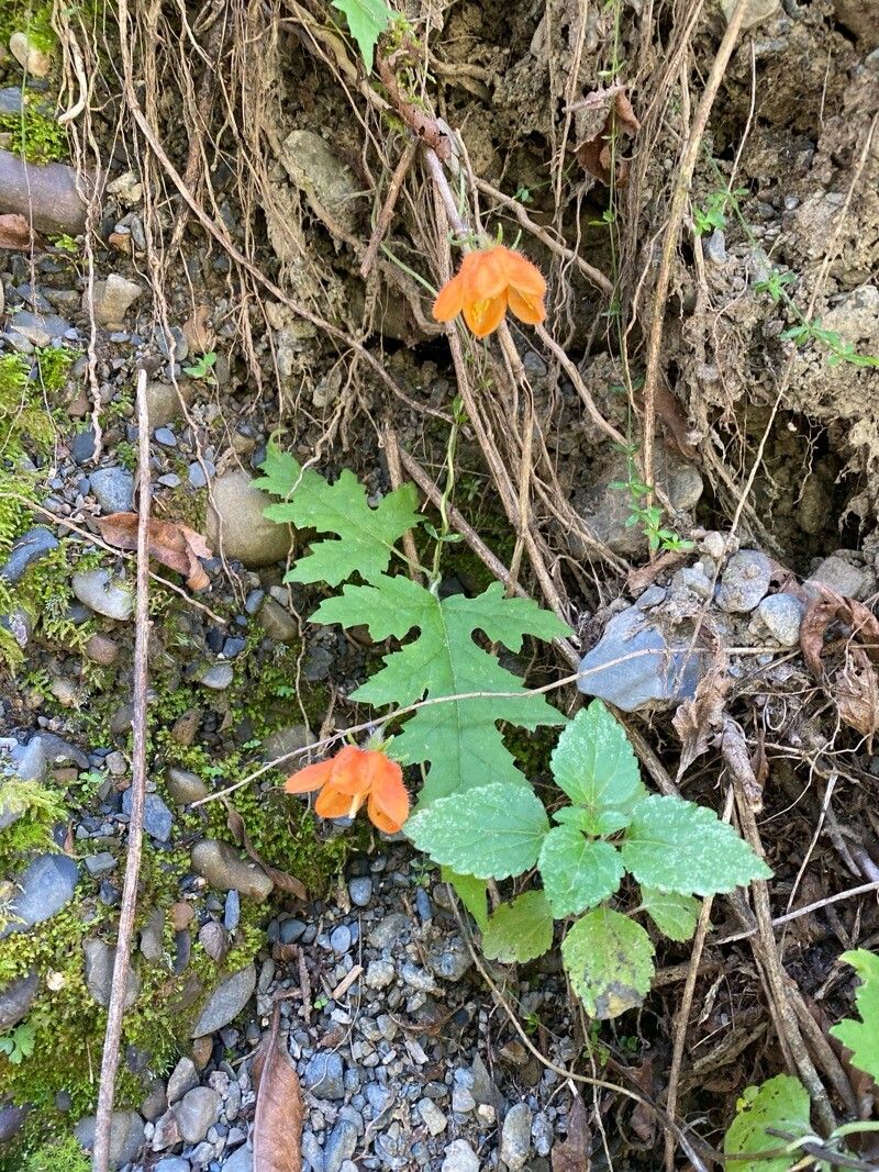 Caiophora buraeavii — related species from the same genus