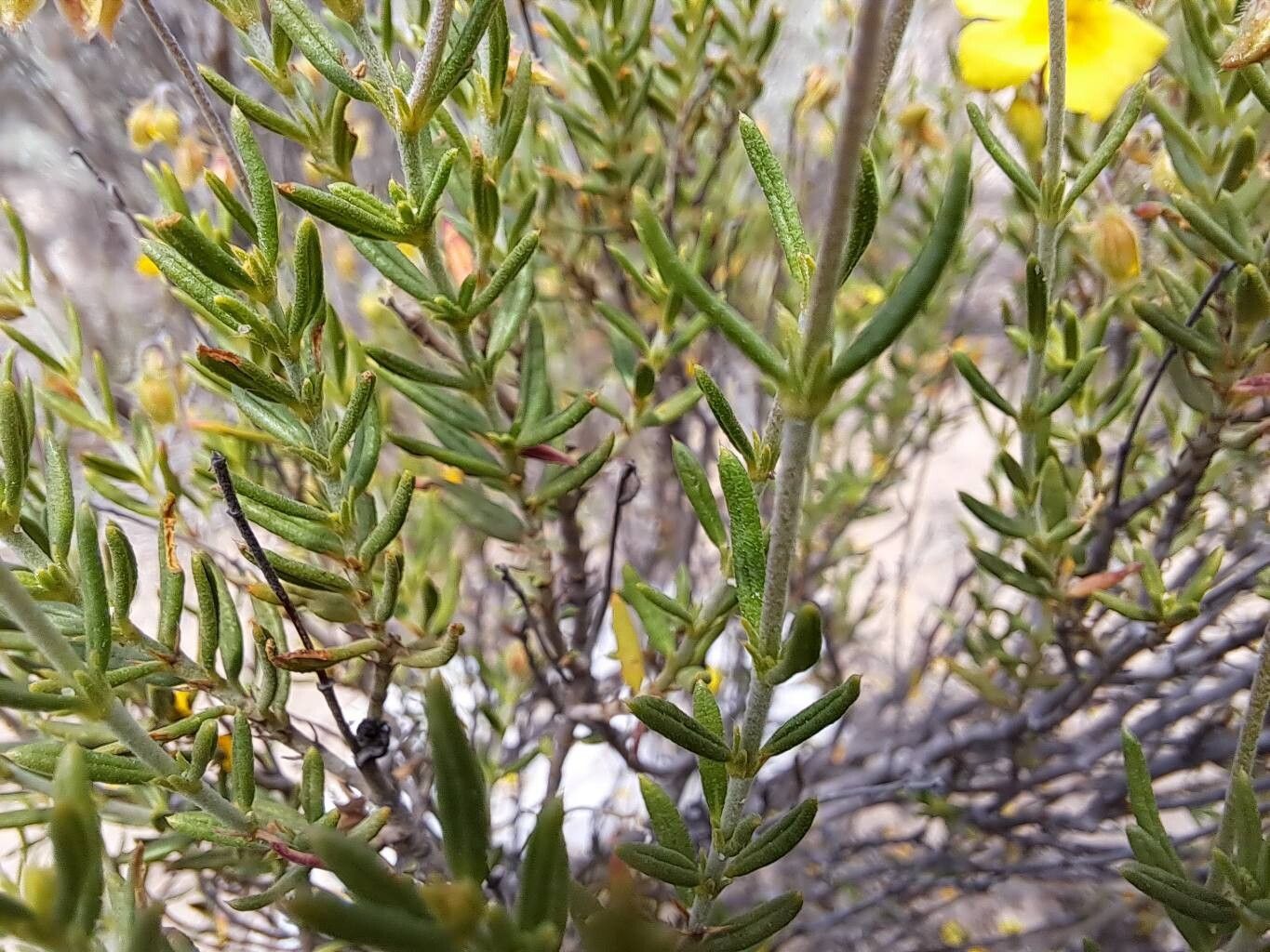 Helianthemum guerrae — houseplant care guide