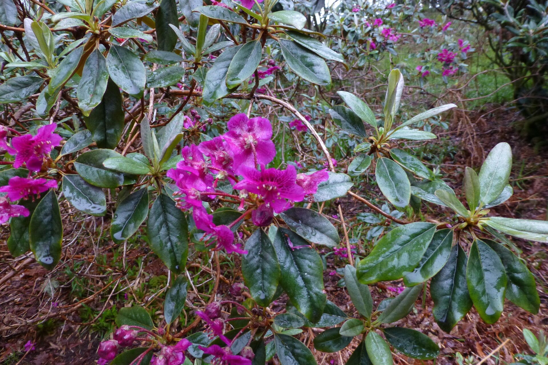 Rhododendron baileyi — houseplant care guide