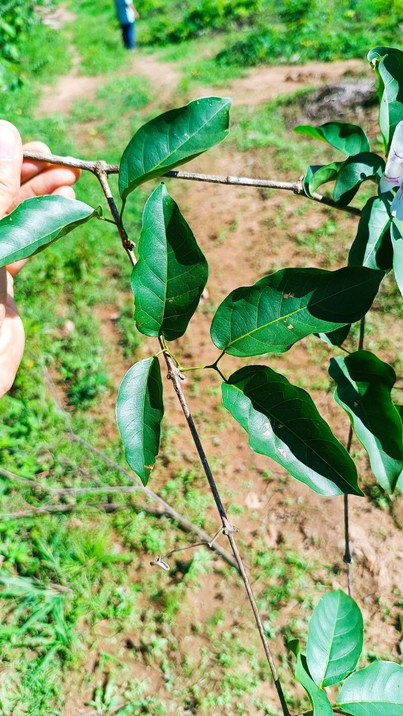 Bignonia sordida leaf