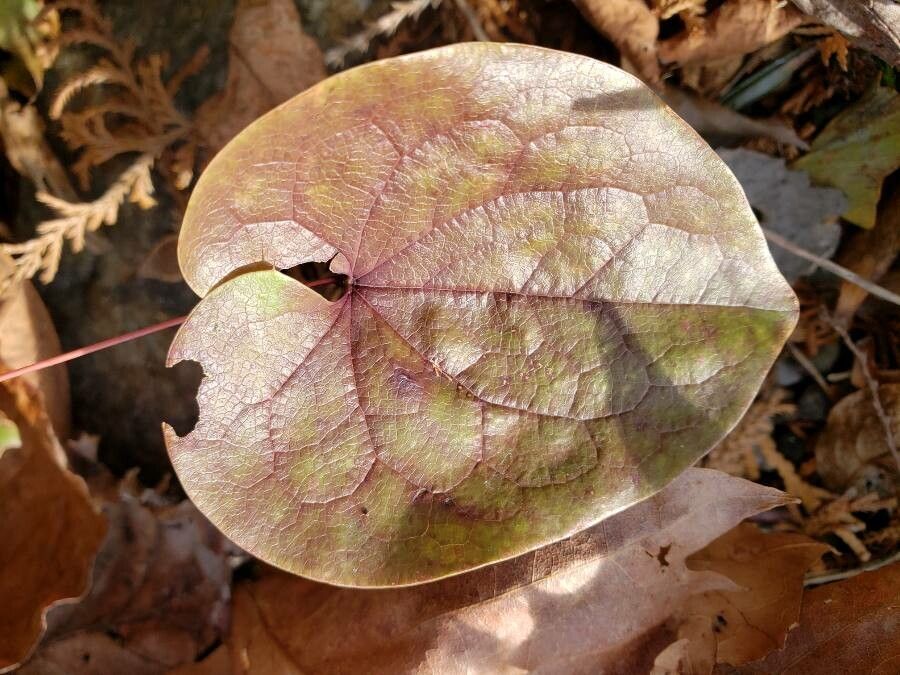 Epimedium macrosepalum — houseplant care guide