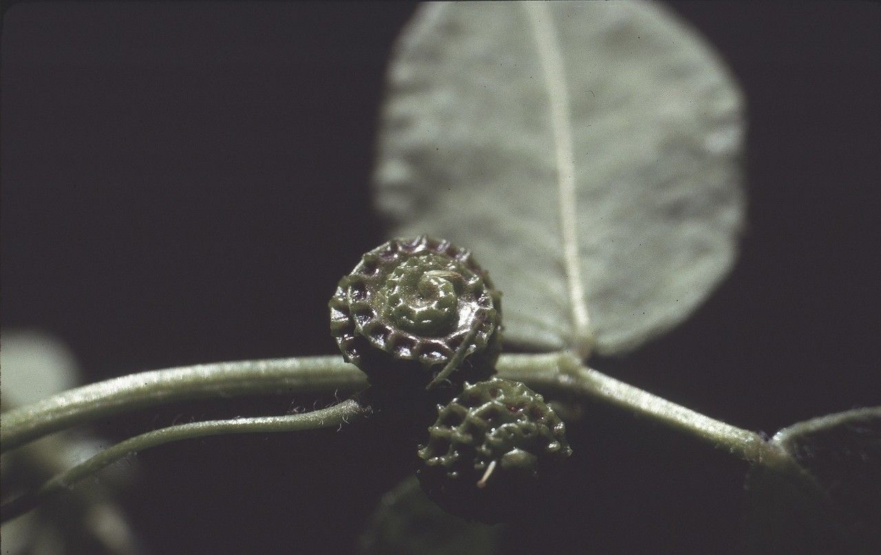 Medicago turbinata fruit