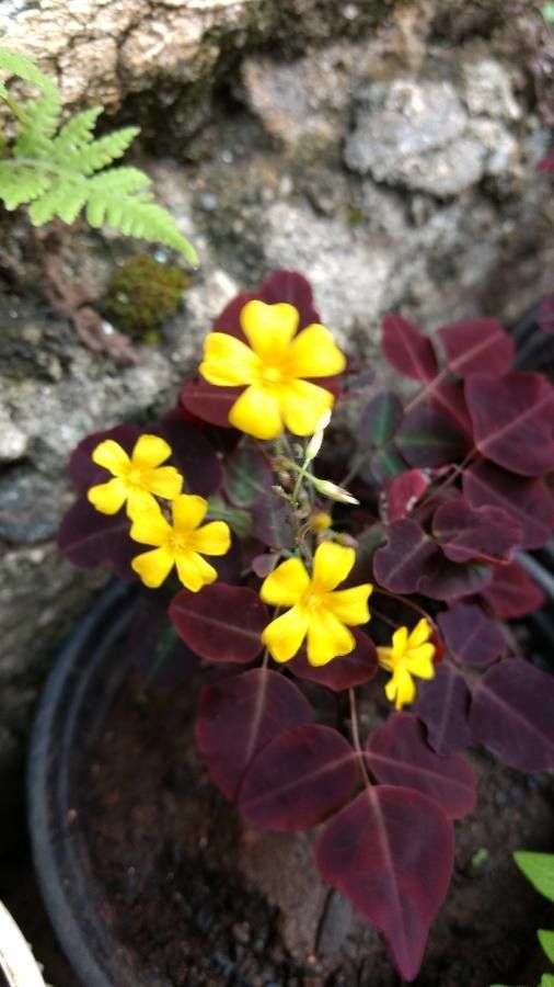 Oxalis hedysarifolia — search result for 'Oxalis'