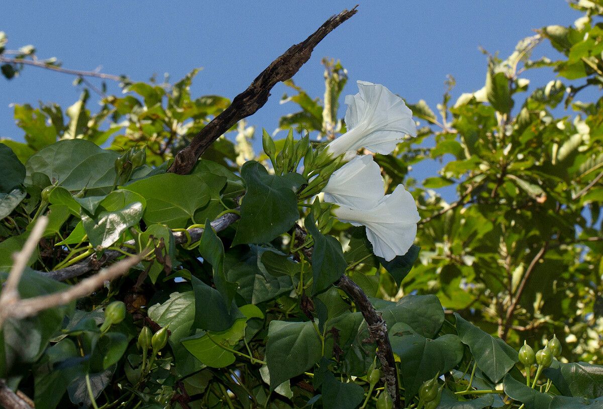 Ipomoea shupangensis flower