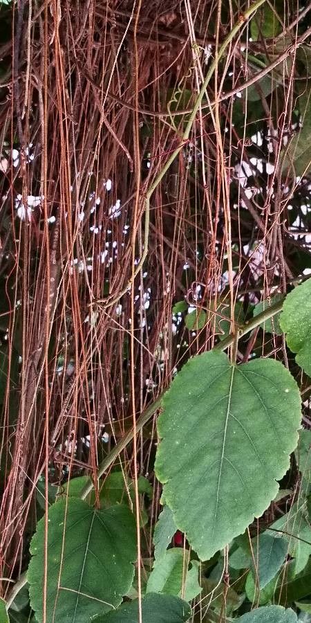 Passiflora miniata habit