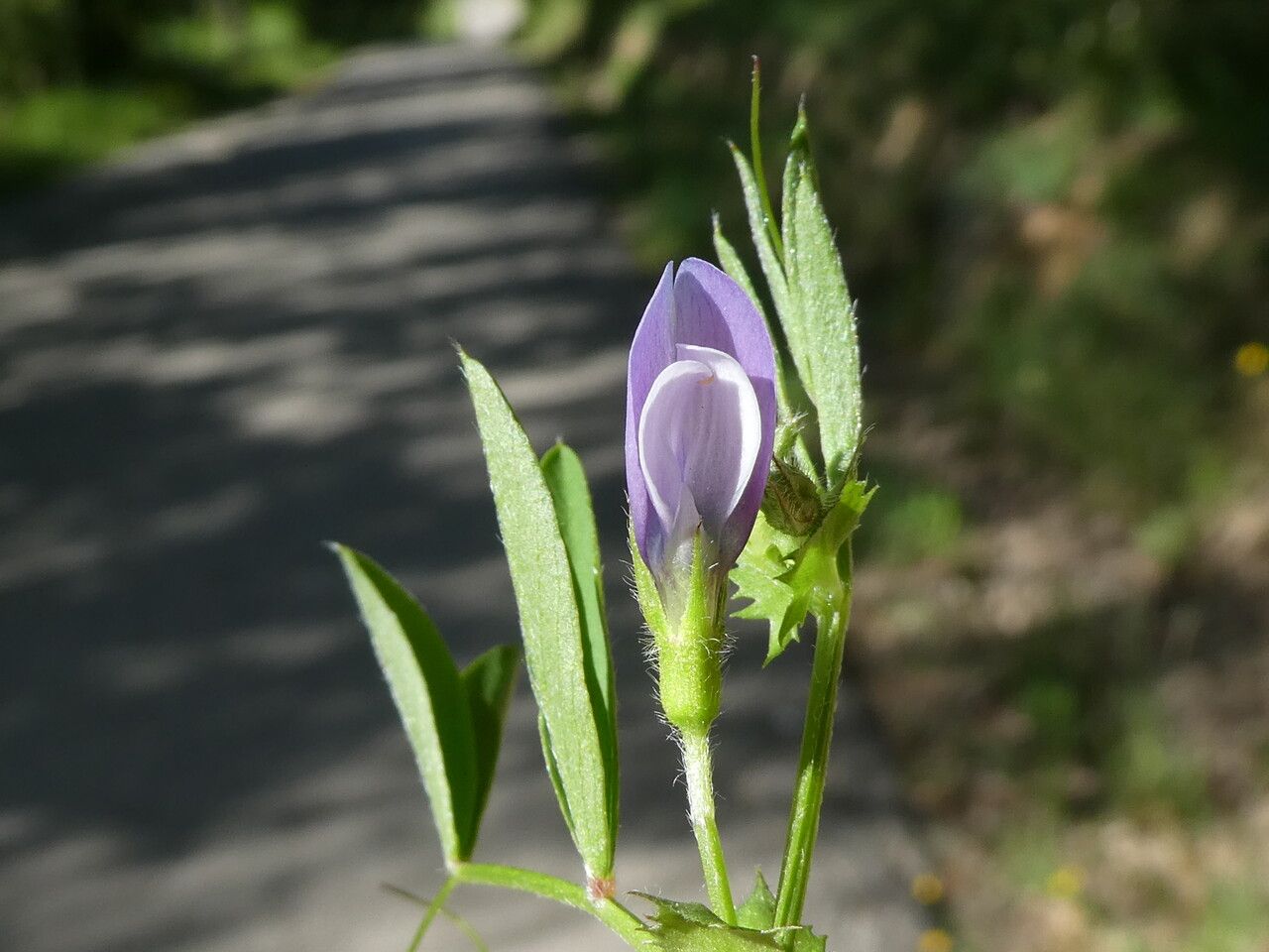 Vicia bithynica — search result for 'Vicia'