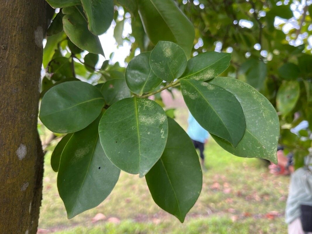 Guapira fragrans leaf