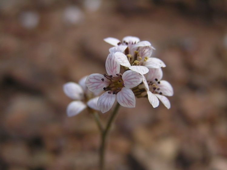 Jepsonia malvifolia flower