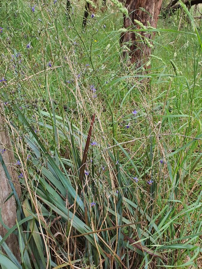 Dianella revoluta habit