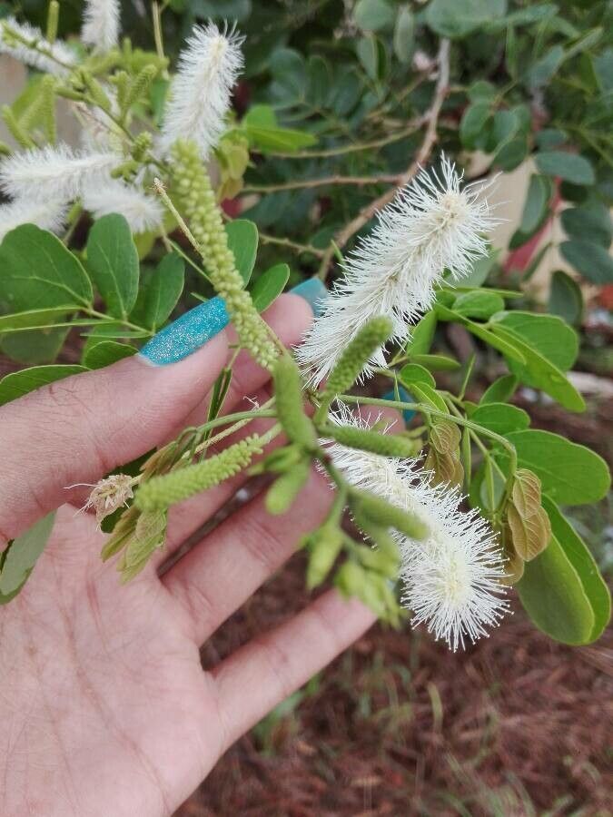 Mimosa caesalpiniifolia fruit