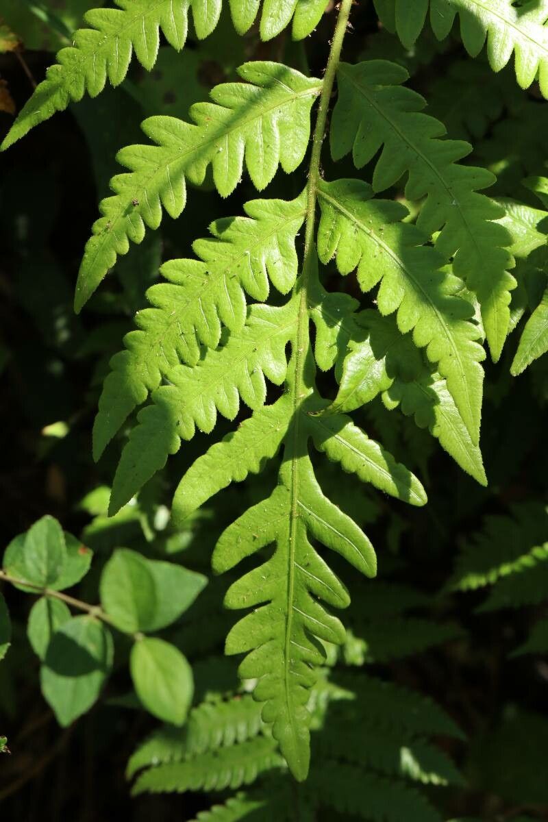 Thelypteris phegopteris — search result for 'Thelypteris'