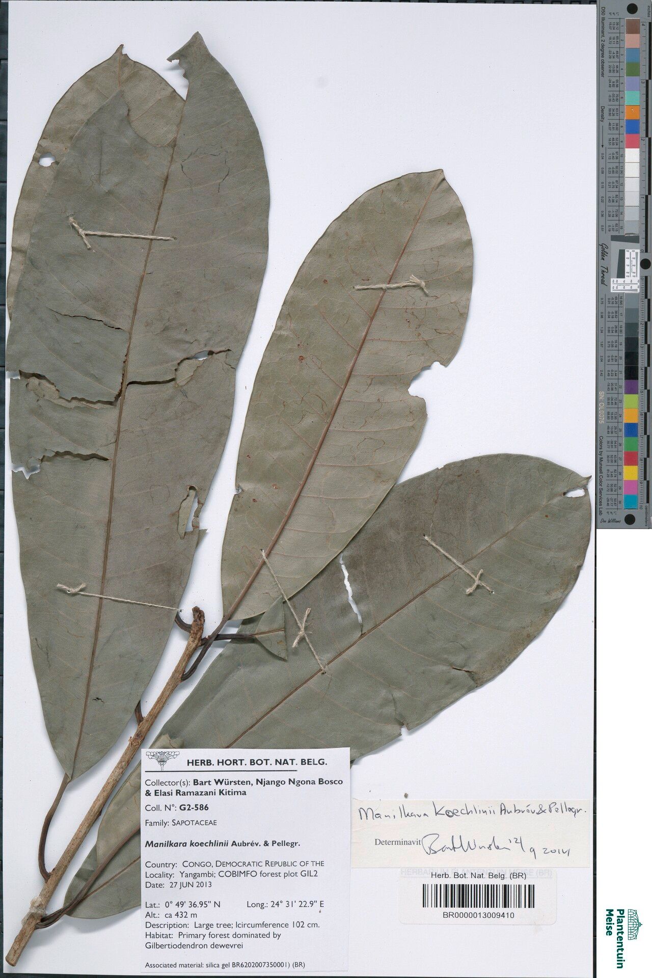 Manilkara koechlinii — houseplant care guide