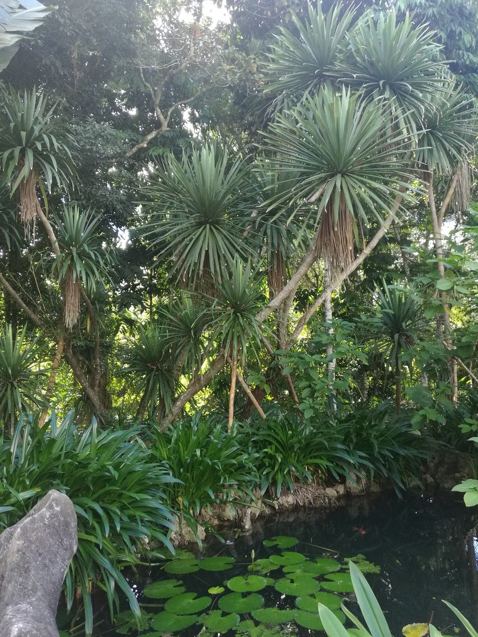 Dracaena cambodiana habit