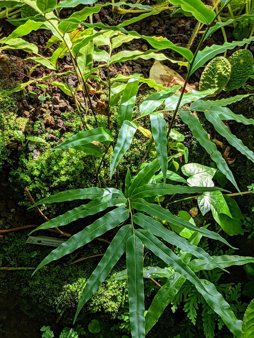 Stenochlaena tenuifolia leaf